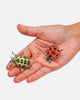 Spotted Crawlers Allie Clips