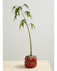 Cucina Pot tomatoes
