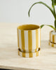 yellow and white striped pot with saucer
