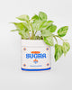 ceramic planter in the shape of a sugar jar 