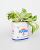 ceramic planter in the shape of a sugar jar 